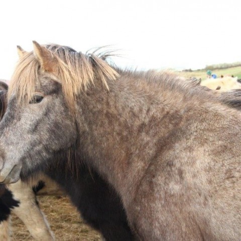 Stóðréttir í Víðidalstungurétt 3. október 2015. Ljósm./Anna Scheving