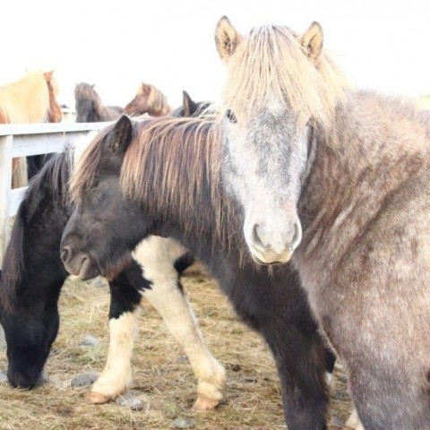 Stóðréttir í Víðidalstungurétt 3. október 2015. Ljósm./Anna Scheving