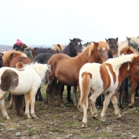 Stóðréttir í Víðidalstungurétt 3. október 2015. Ljósm./Anna Scheving