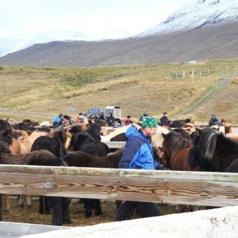 Stóðréttir í Víðidalstungurétt 3. október 2015. Ljósm./Anna Scheving