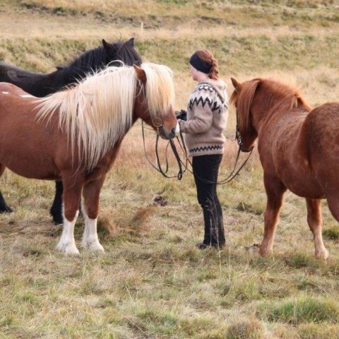 Stóðréttir í Víðidalstungurétt 3. október 2015. Ljósm./Anna Scheving