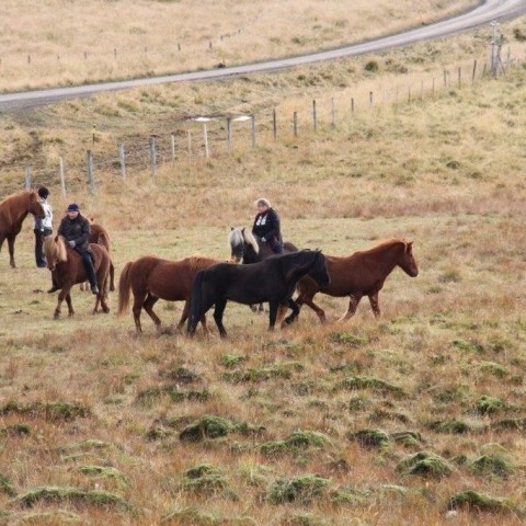 Stóðréttir í Víðidalstungurétt 3. október 2015. Ljósm./Anna Scheving