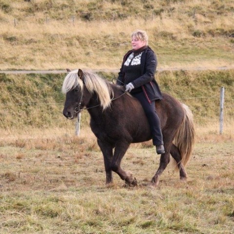 Stóðréttir í Víðidalstungurétt 3. október 2015. Ljósm./Anna Scheving