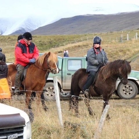 Stóðréttir í Víðidalstungurétt 3. október 2015. Ljósm./Anna Scheving