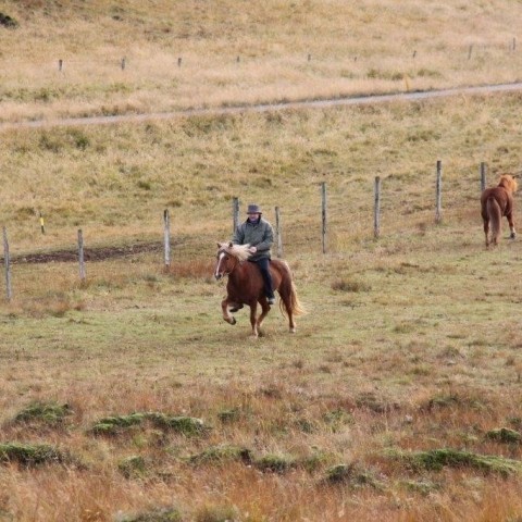 Stóðréttir í Víðidalstungurétt 3. október 2015. Ljósm./Anna Scheving