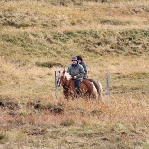 Stóðréttir í Víðidalstungurétt 3. október 2015. Ljósm./Anna Scheving