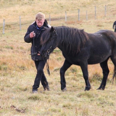 Stóðréttir í Víðidalstungurétt 3. október 2015. Ljósm./Anna Scheving