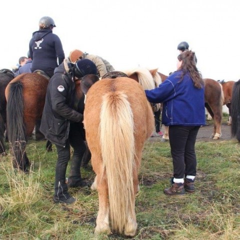 Stóðréttir í Víðidalstungurétt 3. október 2015. Ljósm./Anna Scheving