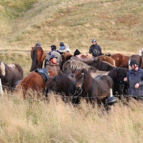 Stóðréttir í Víðidalstungurétt 3. október 2015. Ljósm./Anna Scheving