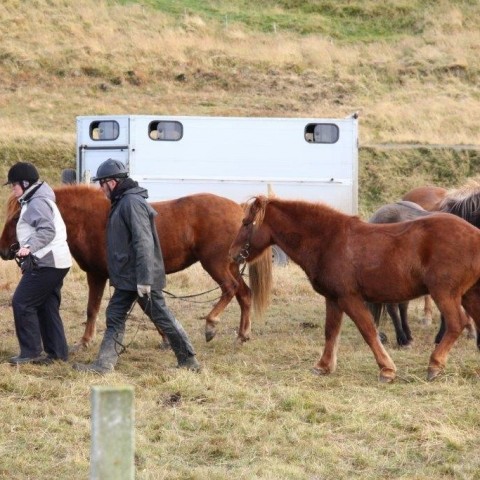 Stóðréttir í Víðidalstungurétt 3. október 2015. Ljósm./Anna Scheving