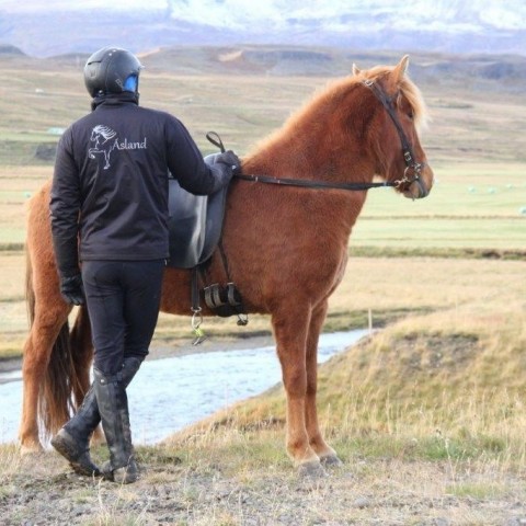 Stóðréttir í Víðidalstungurétt 3. október 2015. Ljósm./Anna Scheving