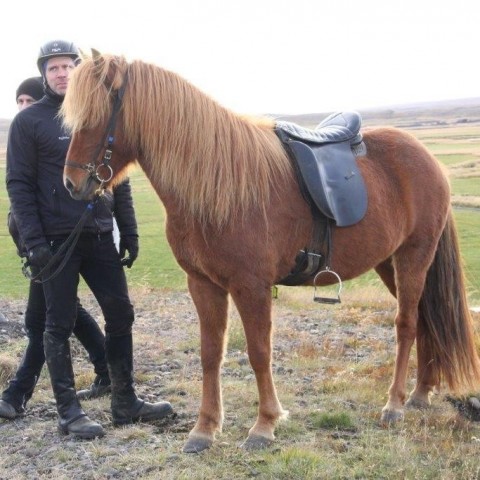 Stóðréttir í Víðidalstungurétt 3. október 2015. Ljósm./Anna Scheving