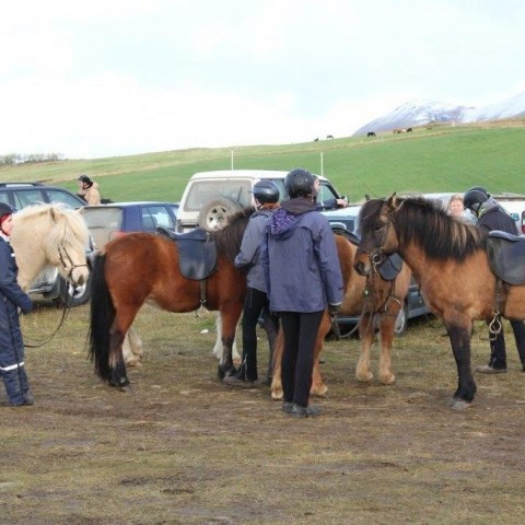 Stóðréttir í Víðidalstungurétt 3. október 2015. Ljósm./Anna Scheving