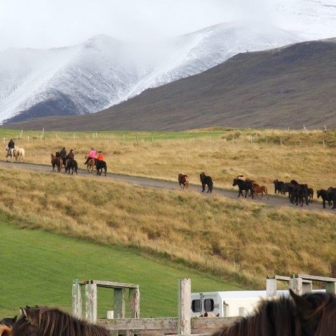 Stóðréttir í Víðidalstungurétt 3. október 2015. Ljósm./Anna Scheving