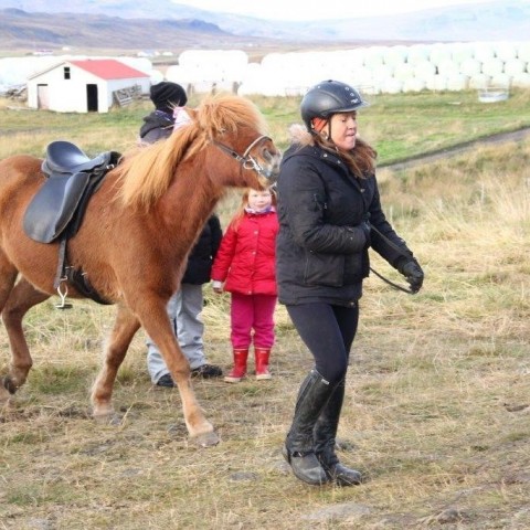 Stóðréttir í Víðidalstungurétt 3. október 2015. Ljósm./Anna Scheving