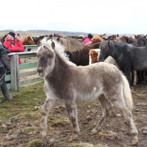 Stóðréttir í Víðidalstungurétt 3. október 2015. Ljósm./Anna Scheving