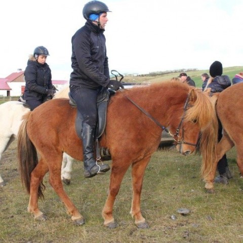 Stóðréttir í Víðidalstungurétt 3. október 2015. Ljósm./Anna Scheving