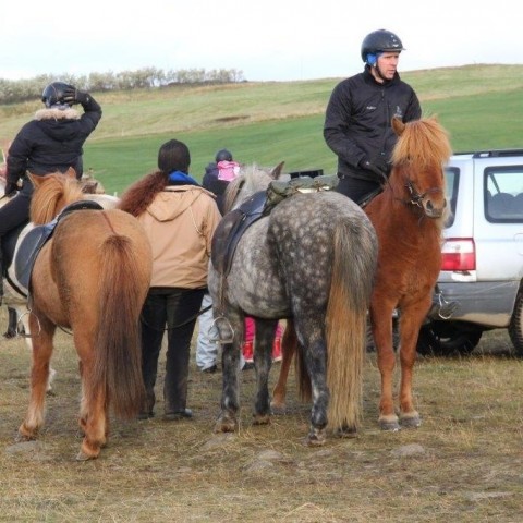 Stóðréttir í Víðidalstungurétt 3. október 2015. Ljósm./Anna Scheving