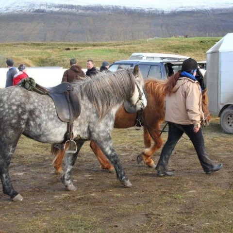 Stóðréttir í Víðidalstungurétt 3. október 2015. Ljósm./Anna Scheving