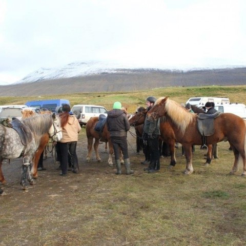 Stóðréttir í Víðidalstungurétt 3. október 2015. Ljósm./Anna Scheving