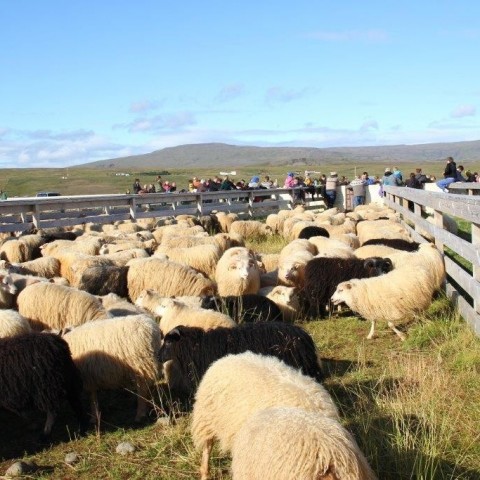 Réttarstörf í Víðidalstungurétt 12. september 2015