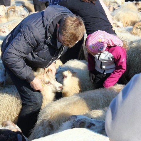 Réttarstörf í Víðidalstungurétt 12. september 2015