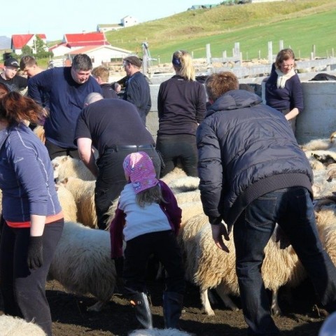 Réttarstörf í Víðidalstungurétt 12. september 2015