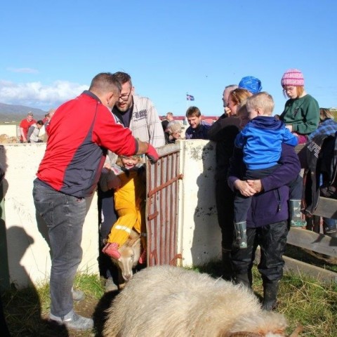 Réttarstörf í Víðidalstungurétt 12. september 2015