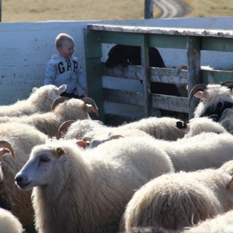 Réttarstörf í Víðidalstungurétt 12. september 2015