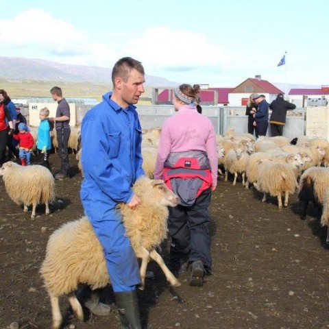 Réttarstörf í Víðidalstungurétt 12. september 2015