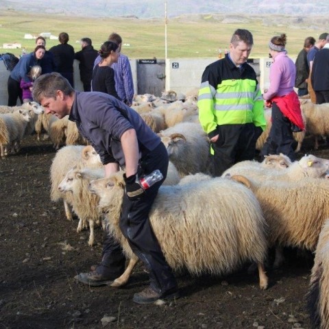 Réttarstörf í Víðidalstungurétt 12. september 2015