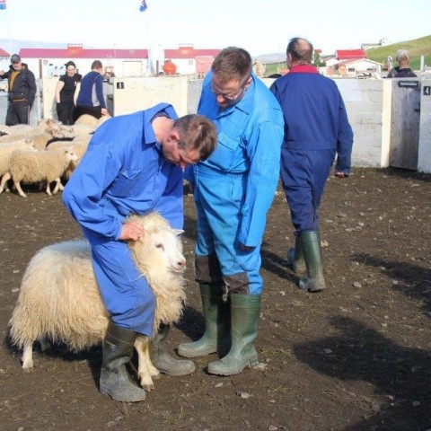 Réttarstörf í Víðidalstungurétt 12. september 2015