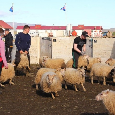 Réttarstörf í Víðidalstungurétt 12. september 2015