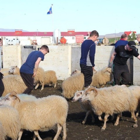 Réttarstörf í Víðidalstungurétt 12. september 2015