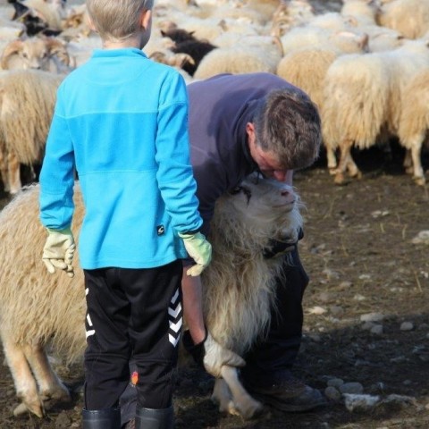 Réttarstörf í Víðidalstungurétt 12. september 2015