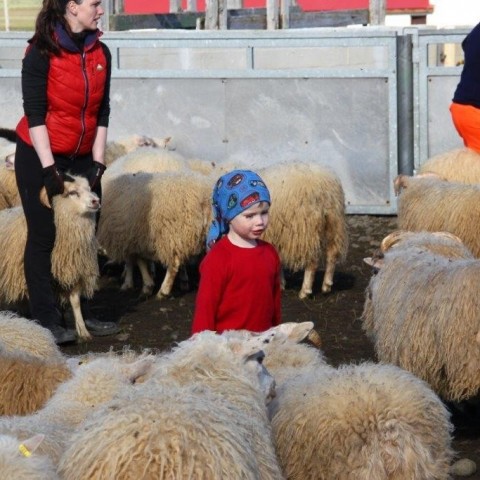 Réttarstörf í Víðidalstungurétt 12. september 2015