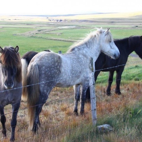 Réttarstörf í Víðidalstungurétt 12. september 2015