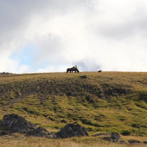 Réttarstörf í Víðidalstungurétt 12. september 2015