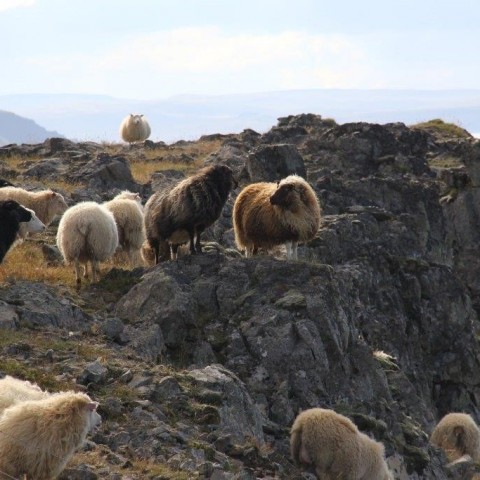 Réttarstörf í Hamarsrétt 12. september 2015