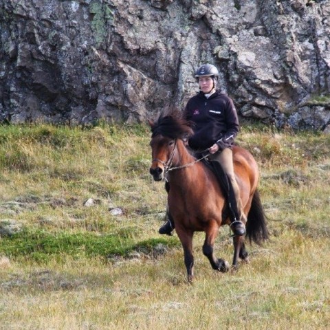 Réttarstörf í Hamarsrétt 12. september 2015