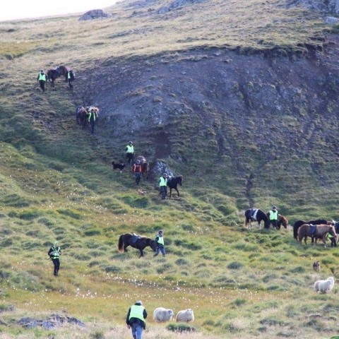 Réttarstörf í Hamarsrétt 12. september 2015