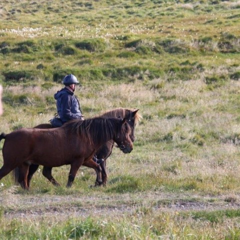 Réttarstörf í Hamarsrétt 12. september 2015